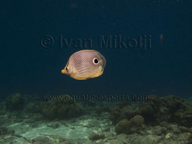 Chaetodon capistratus